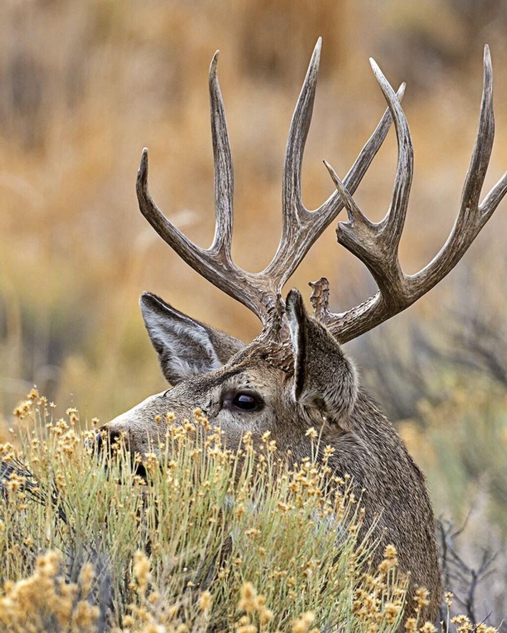 Mule Deer Buck IV Poster Print by Larry McFerrin - Item # VARPDXLF1051